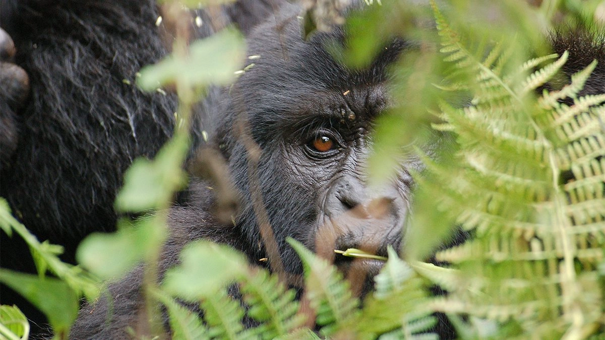 3-Day Gorilla Trekking Fly-In Safari