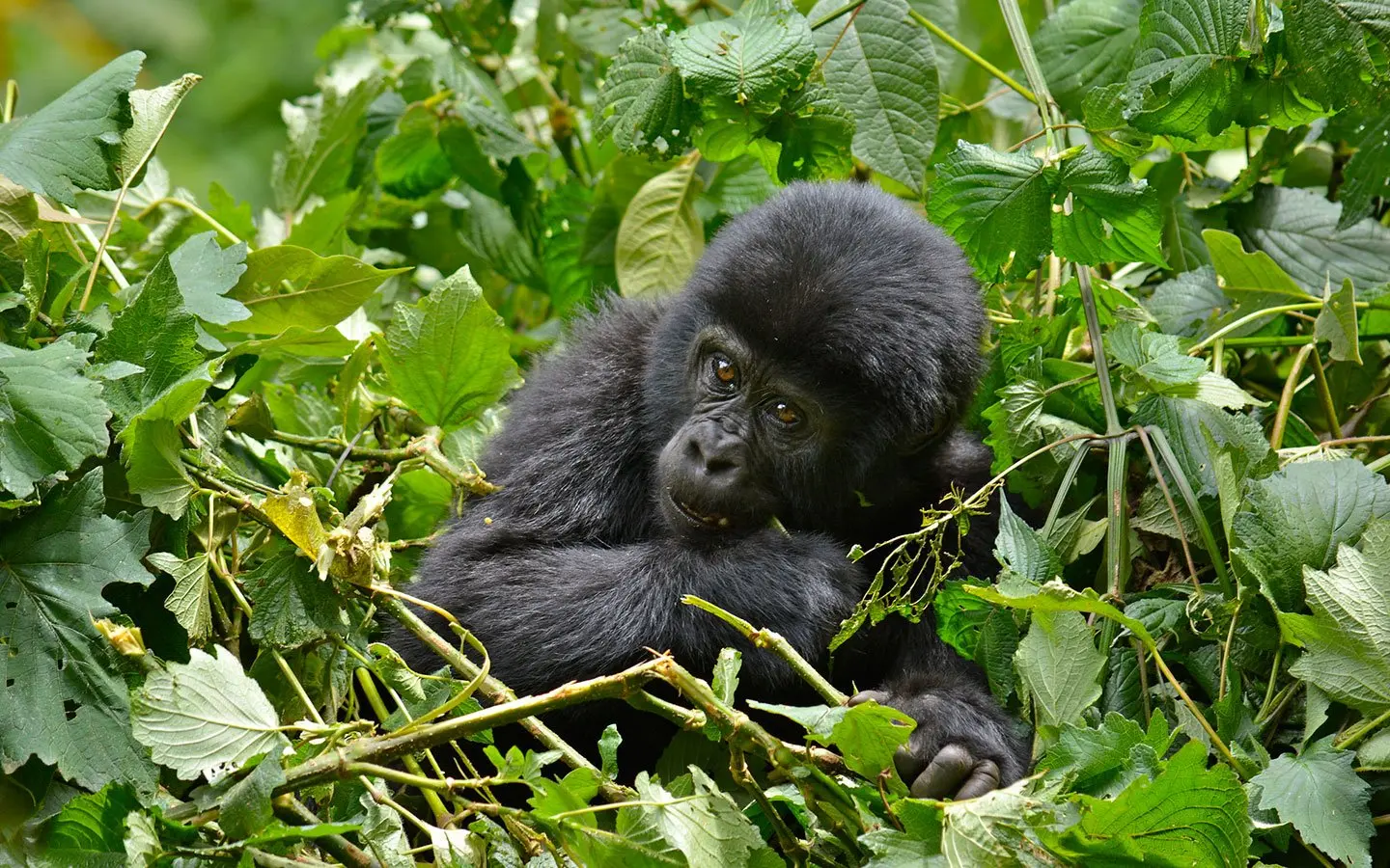3-Day Gorilla Trekking Fly-In Safari
