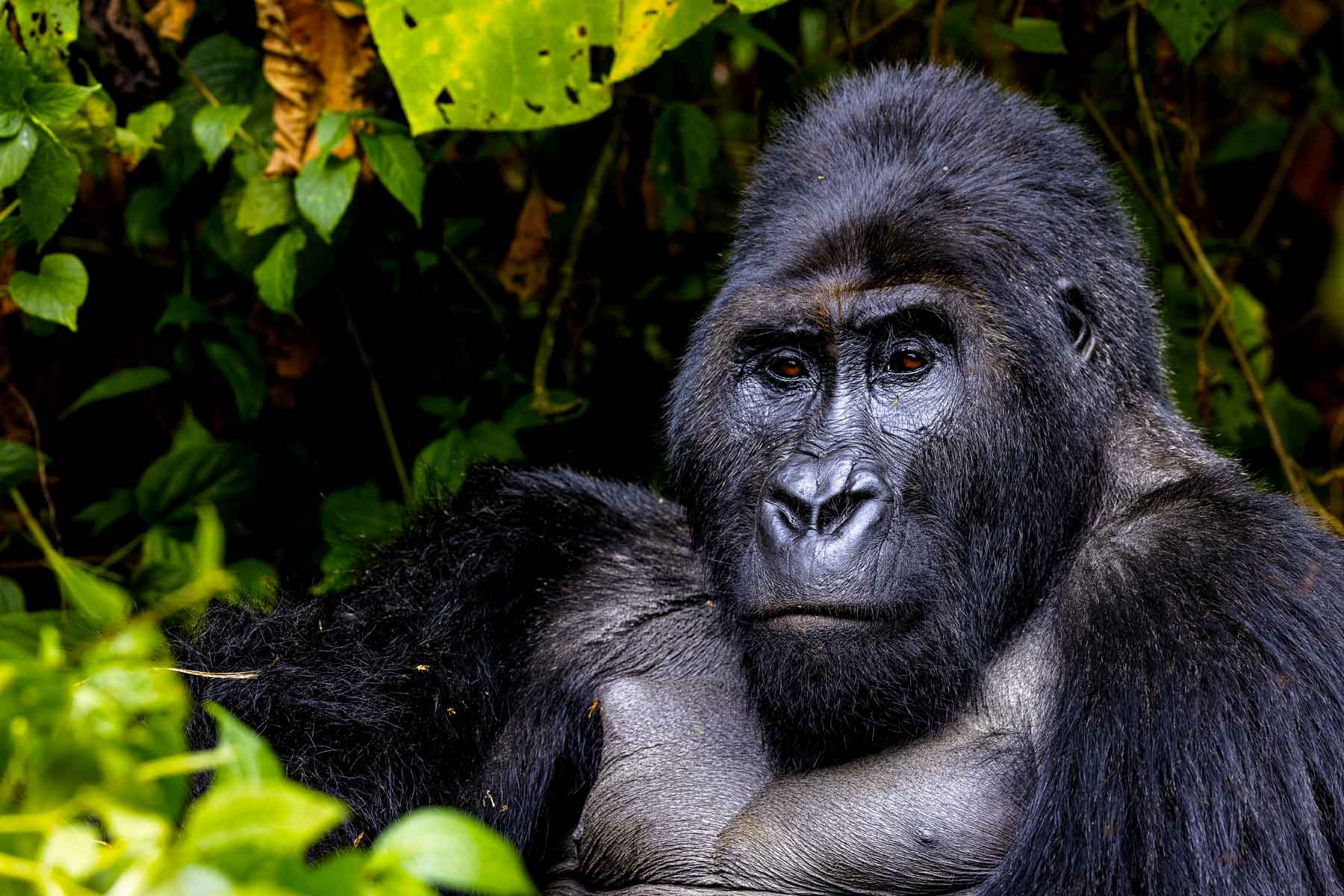 3-Day Gorilla Trekking Fly-In Safari