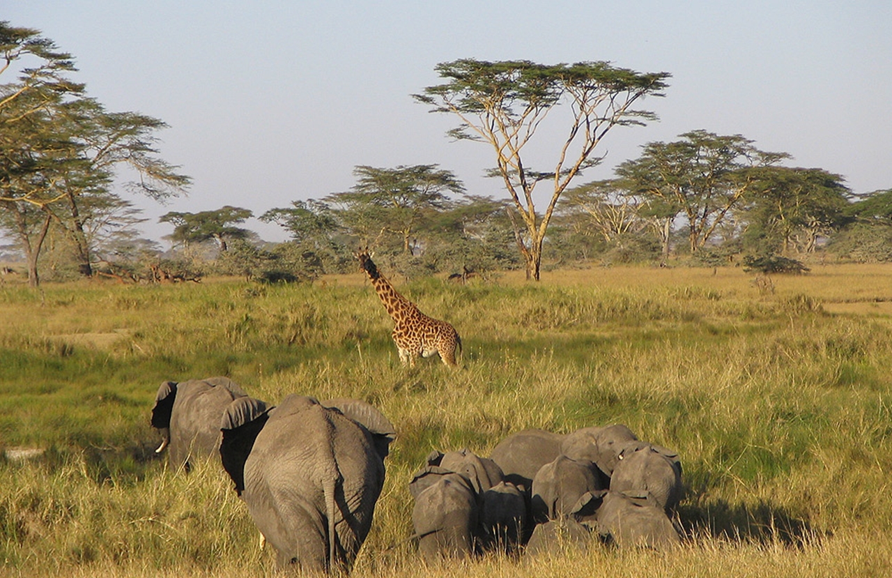 3-Day Serengeti Express Safari