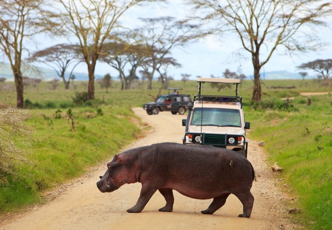 3-Day Serengeti Express Safari