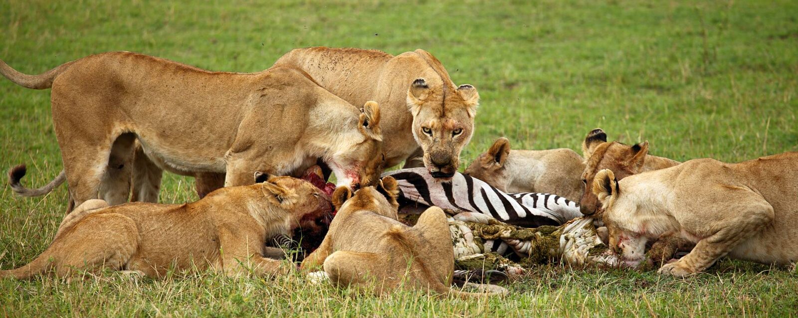 3-Day Serengeti Express Safari