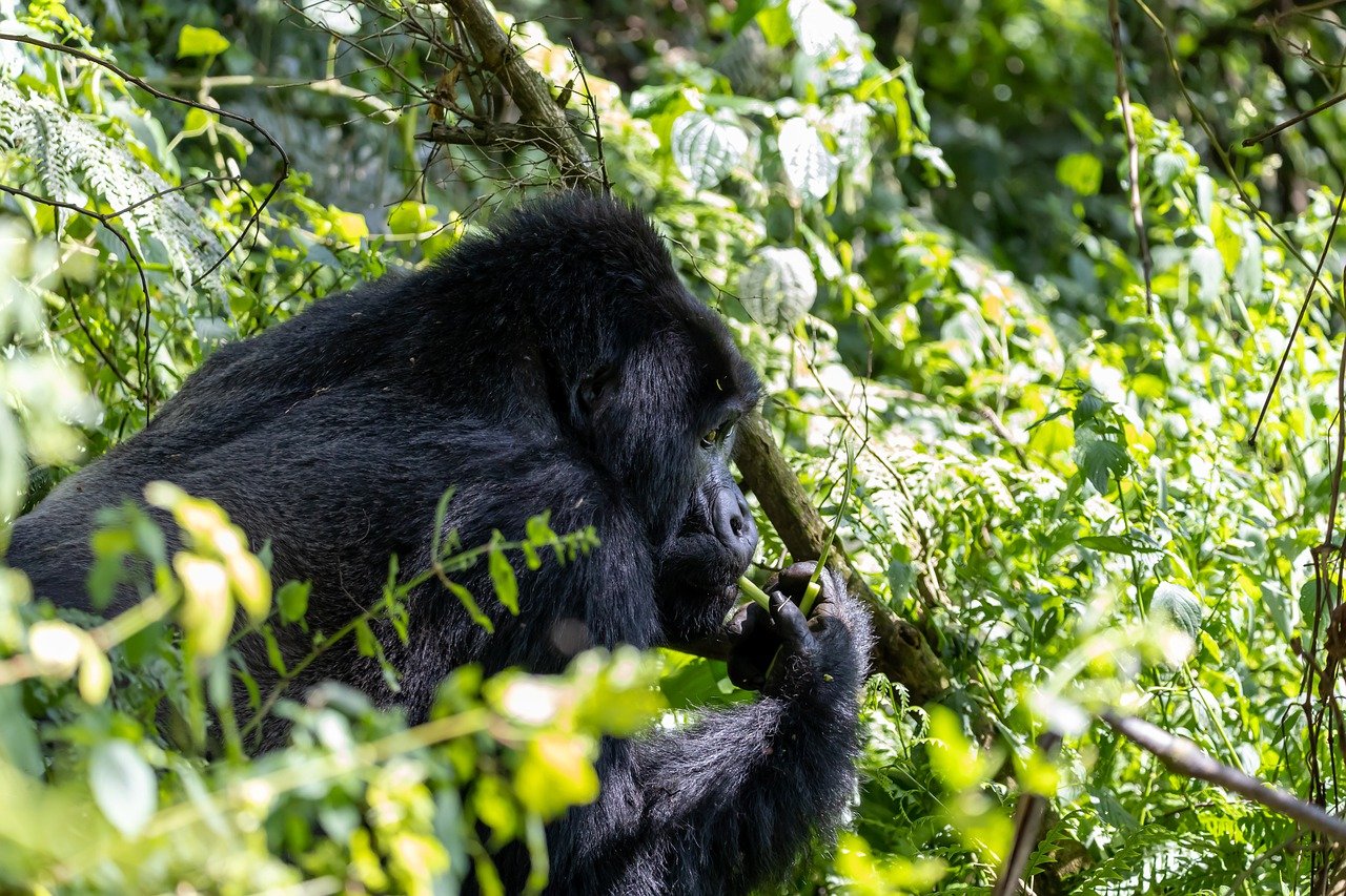 3-Day Volcanoes Express Safari