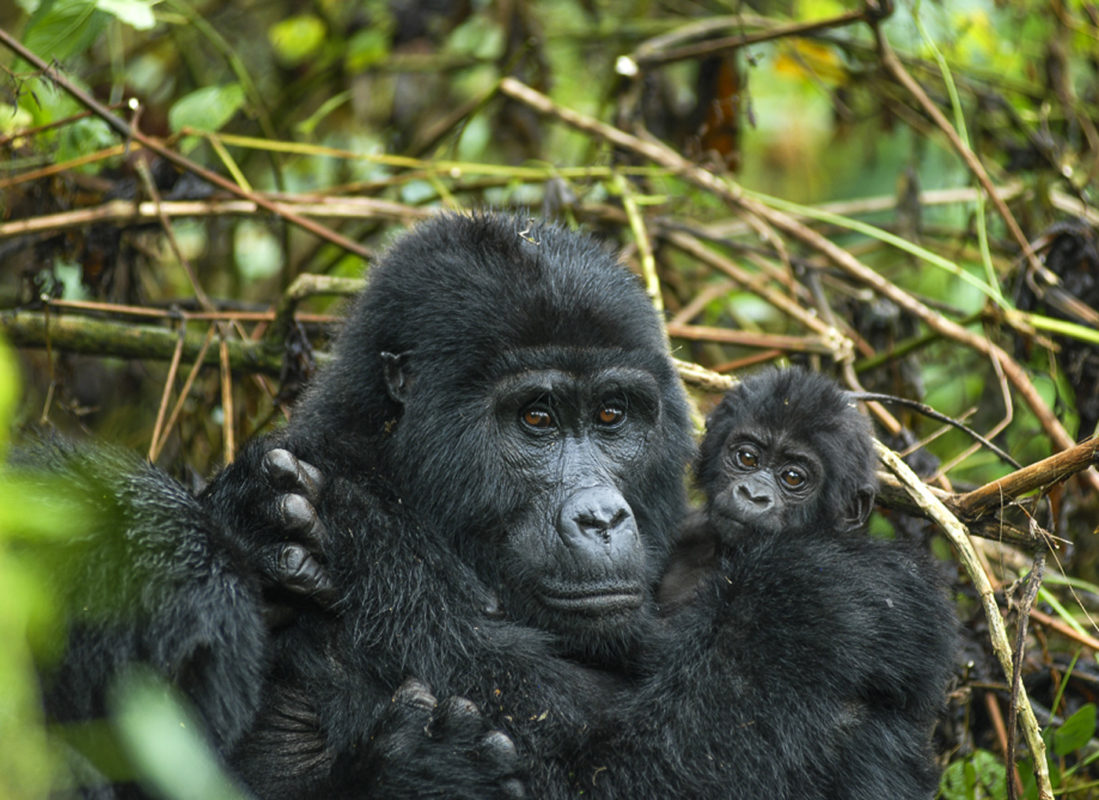 3-Day Volcanoes Express Safari