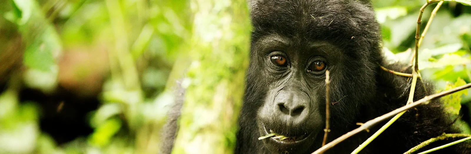 3-Day Volcanoes Express Safari