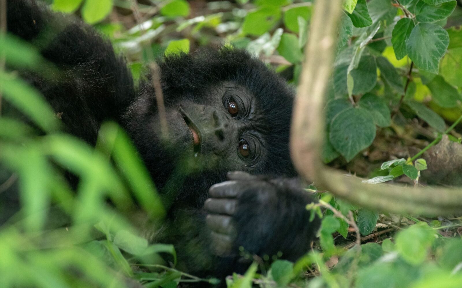 3-Day Volcanoes Gorilla Trekking Safari