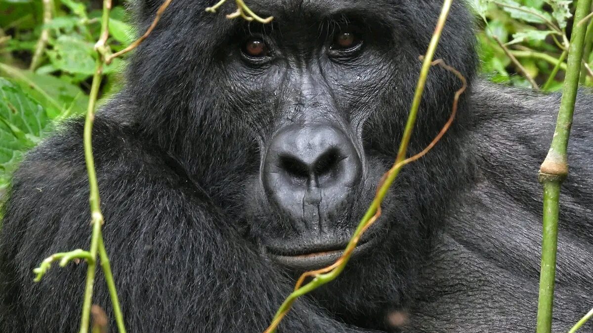 3-Day Volcanoes Gorilla Trekking Safari
