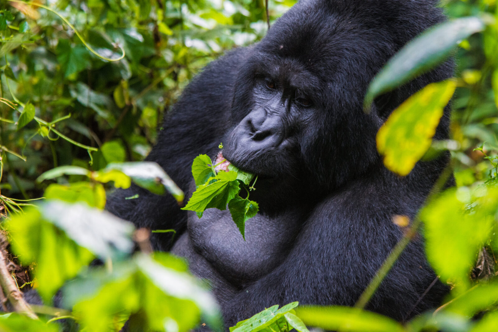 3-Day Volcanoes Gorilla Trekking Safari