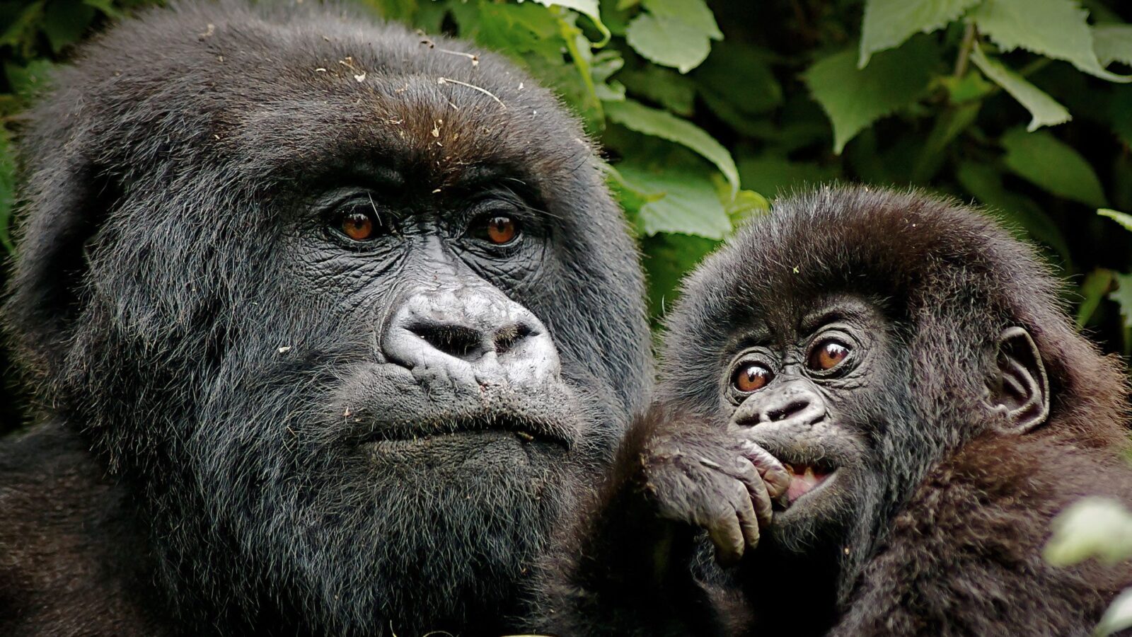 3-Day Volcanoes Gorilla Trekking Safari