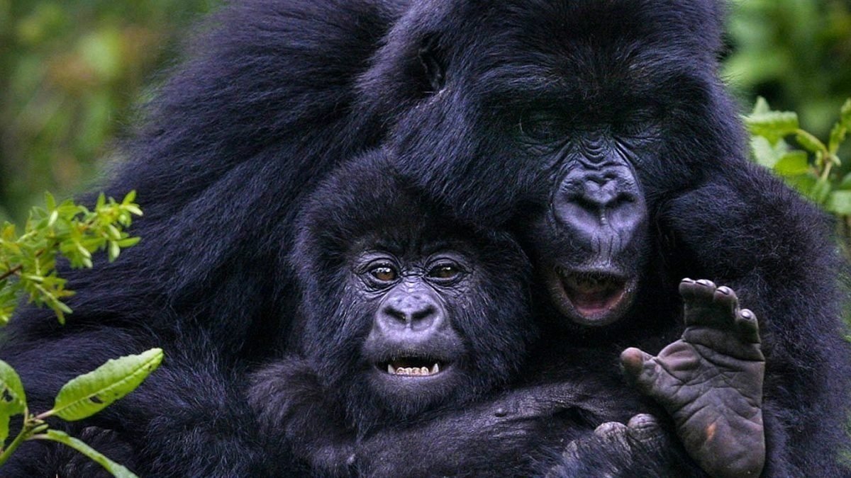 3 Days Gorilla Trekking Safari