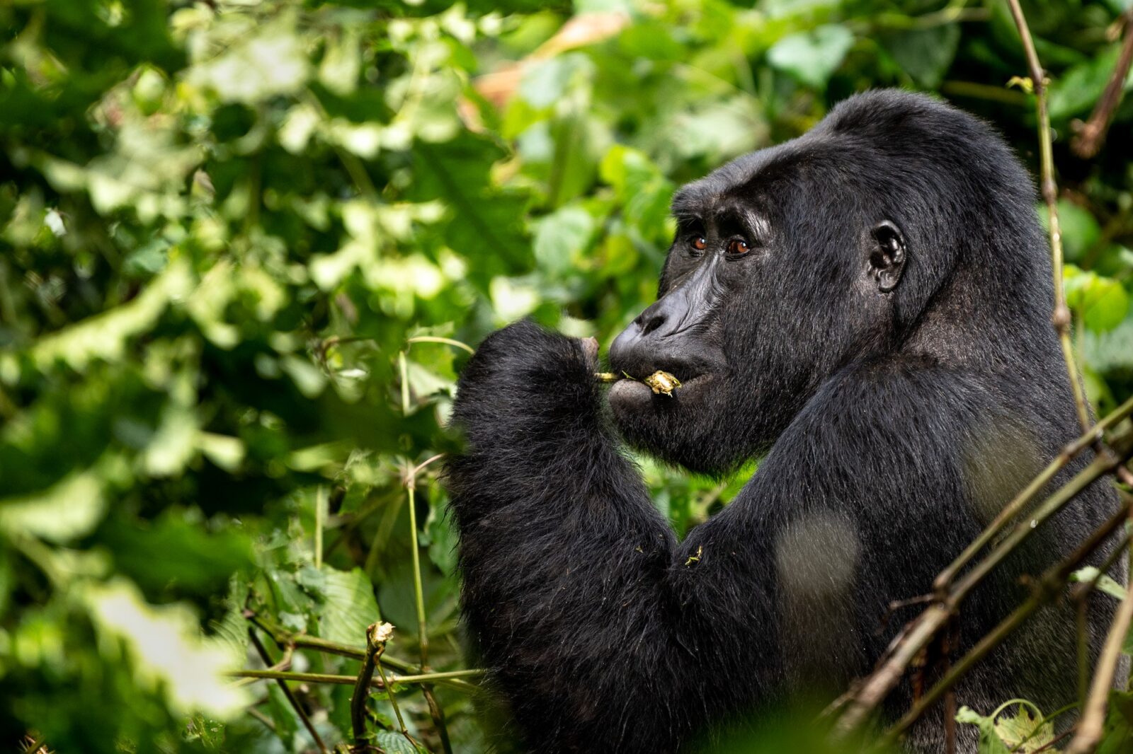 3 Days Gorilla Trekking Safari