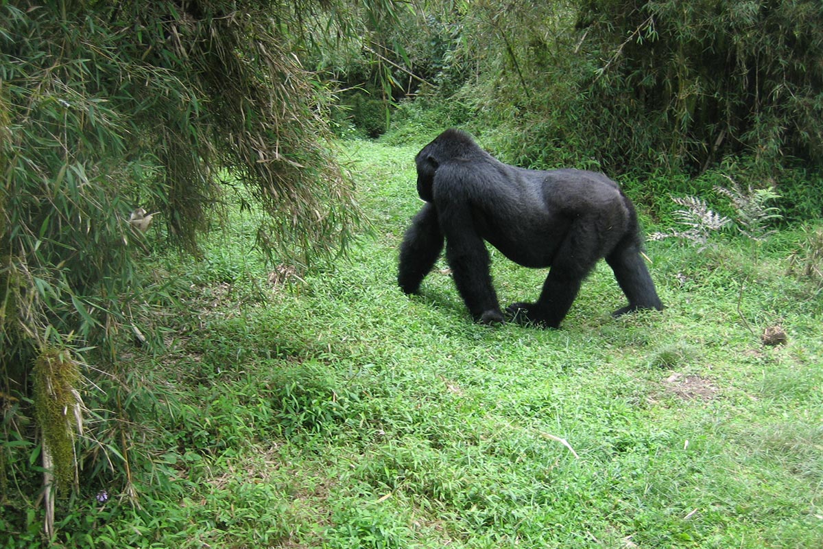 3 Days Gorilla Trekking Safari