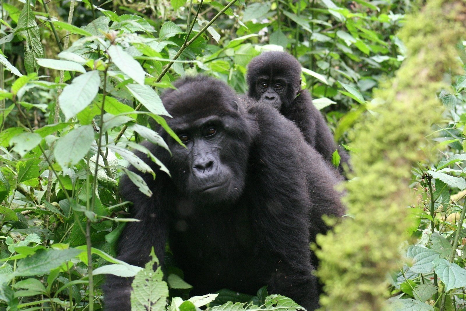 3 Days Gorilla Trekking Safari