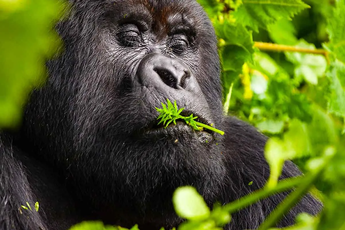 4-Day Rwanda Family Gorilla Safari
