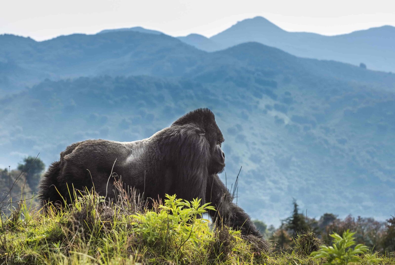4-Day Rwanda Family Gorilla Safari