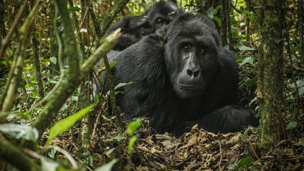 4-Day Rwanda Family Gorilla Safari