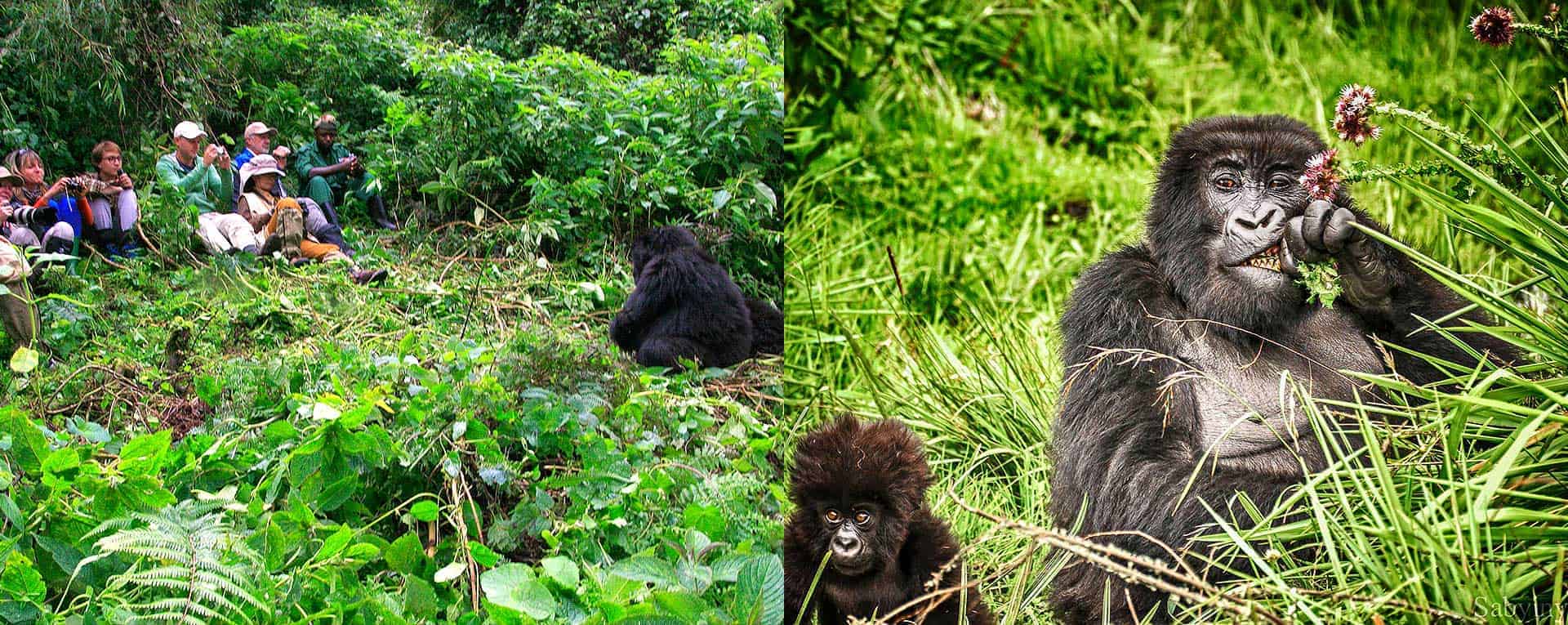 4-Day Rwanda Family Gorilla Safari