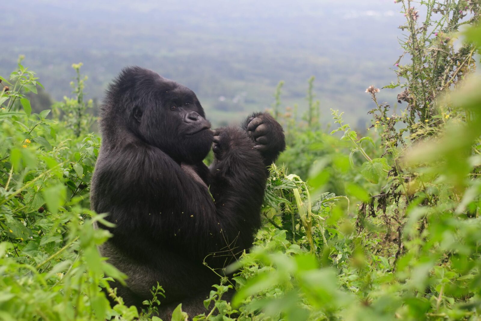 4 Days Double Mountain Gorilla Trekking Safari