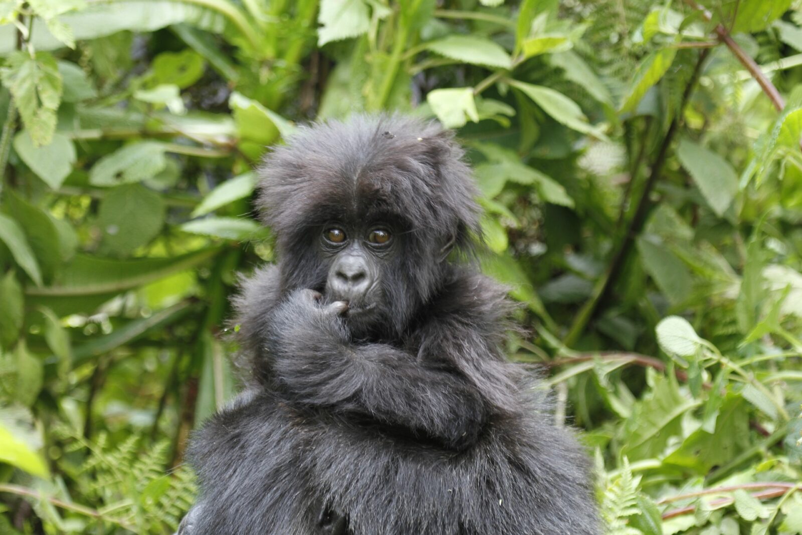 4 Days Double Mountain Gorilla Trekking Safari