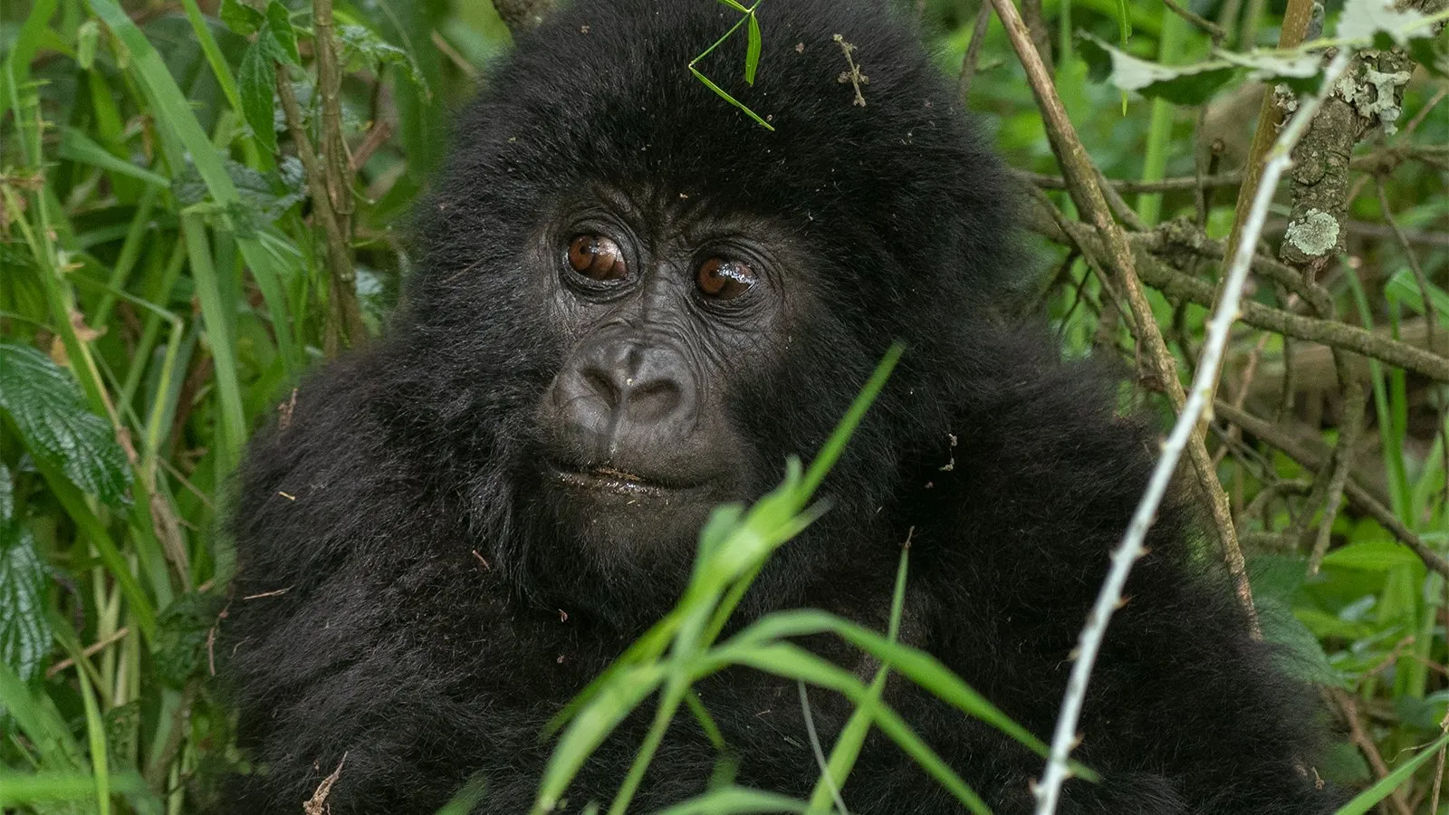 4 Days Double Mountain Gorilla Trekking Safari
