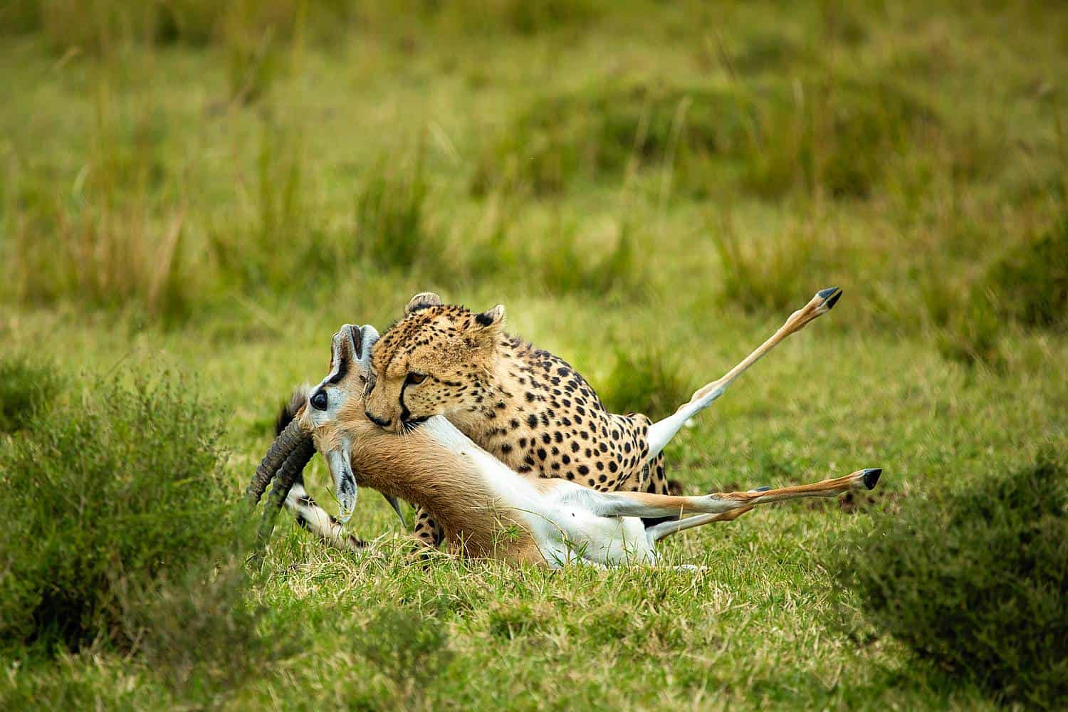 5-Day Classic Kenya Safari – Maasai Mara & Lake Naivasha