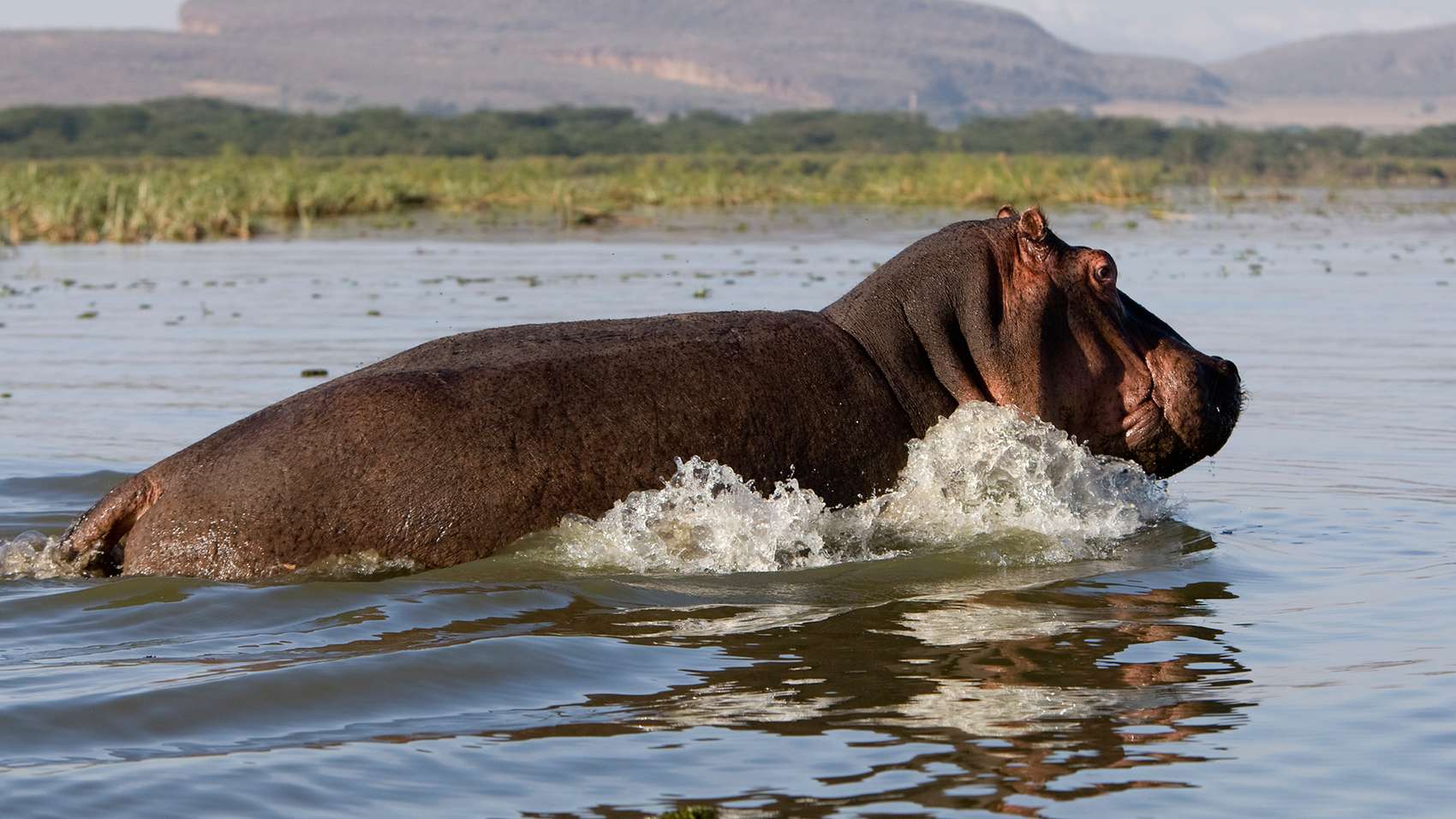 5-Day Classic Kenya Safari – Maasai Mara & Lake Naivasha