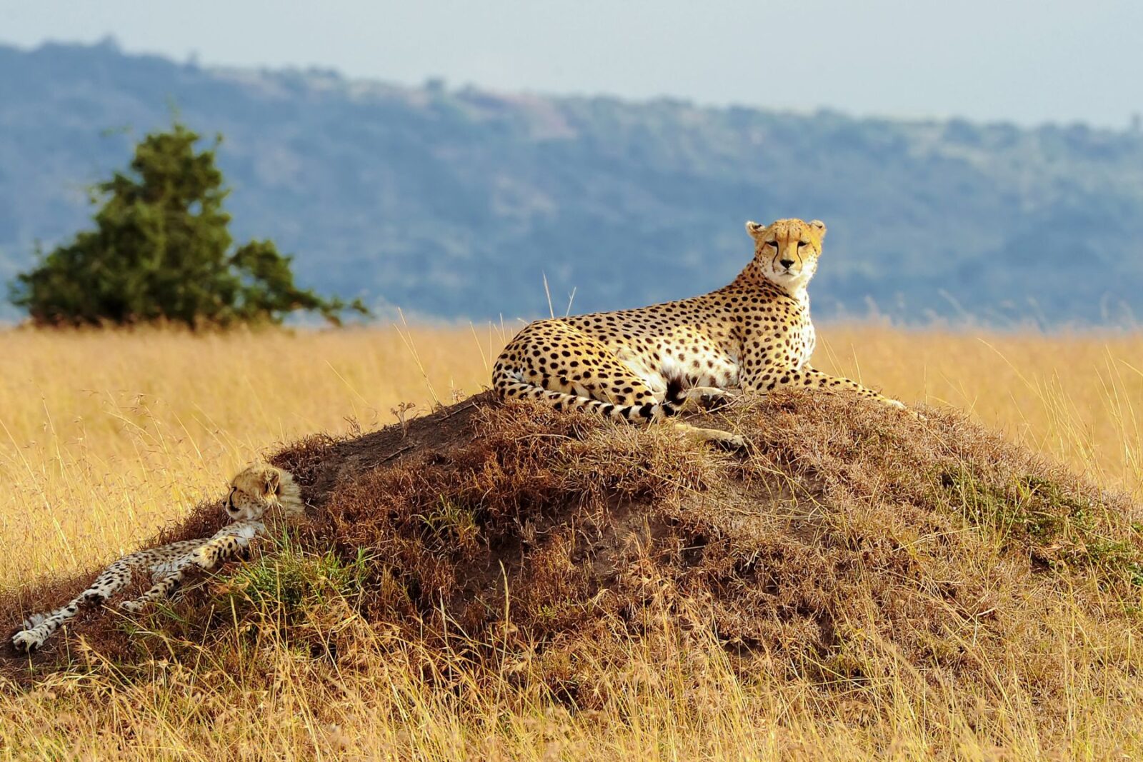 5-Day Classic Kenya Safari – Maasai Mara & Lake Naivasha