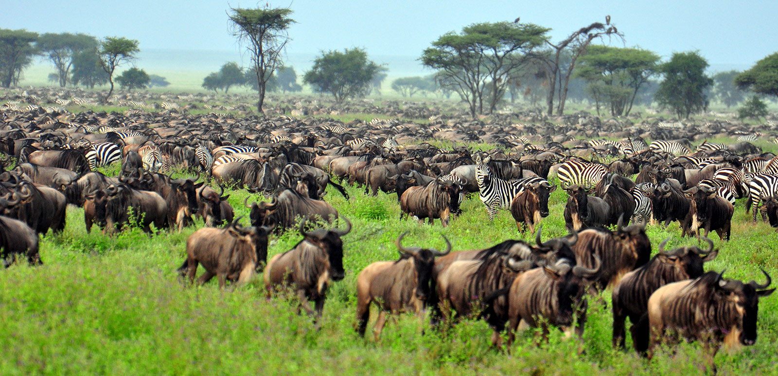 5-Day Classic Serengeti & Ngorongoro Safari