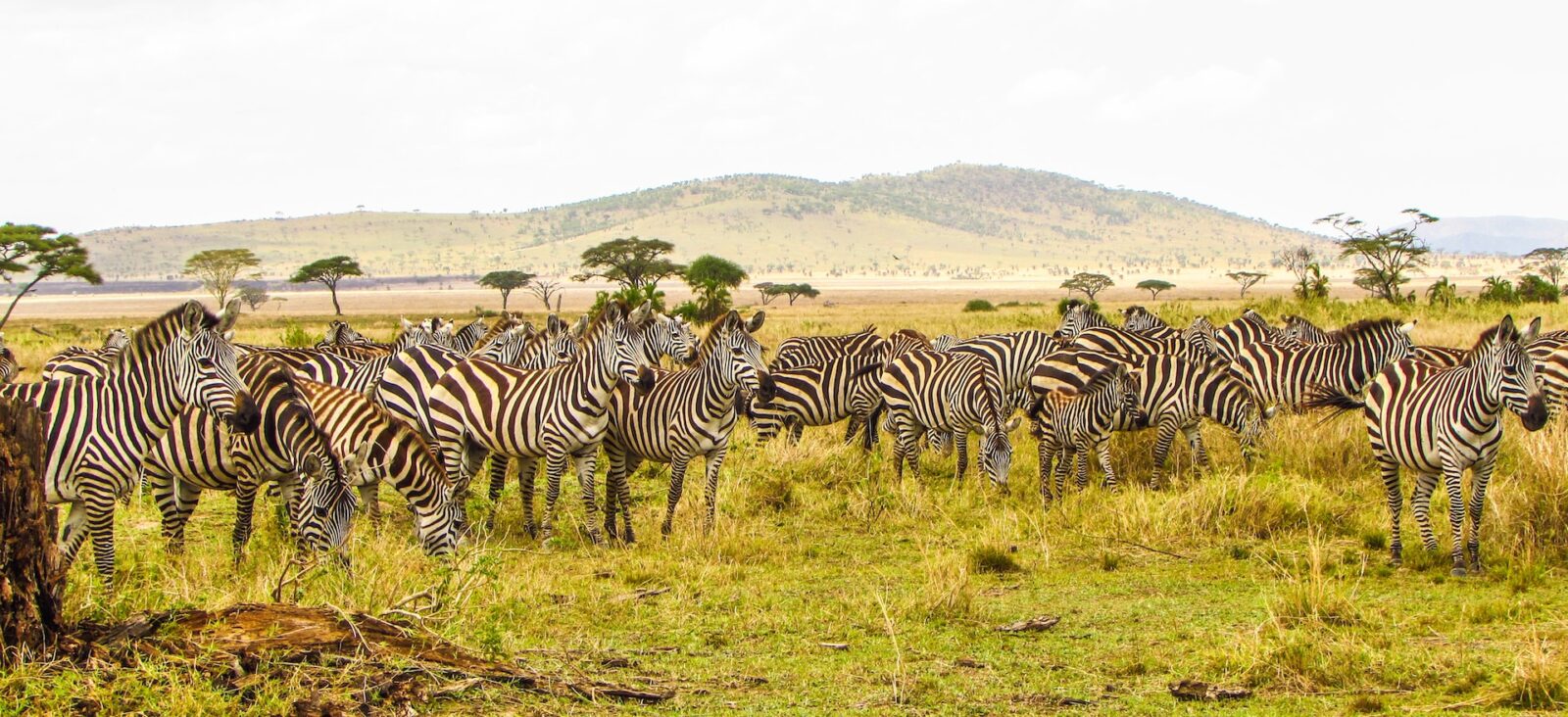 5-Day Classic Serengeti & Ngorongoro Safari