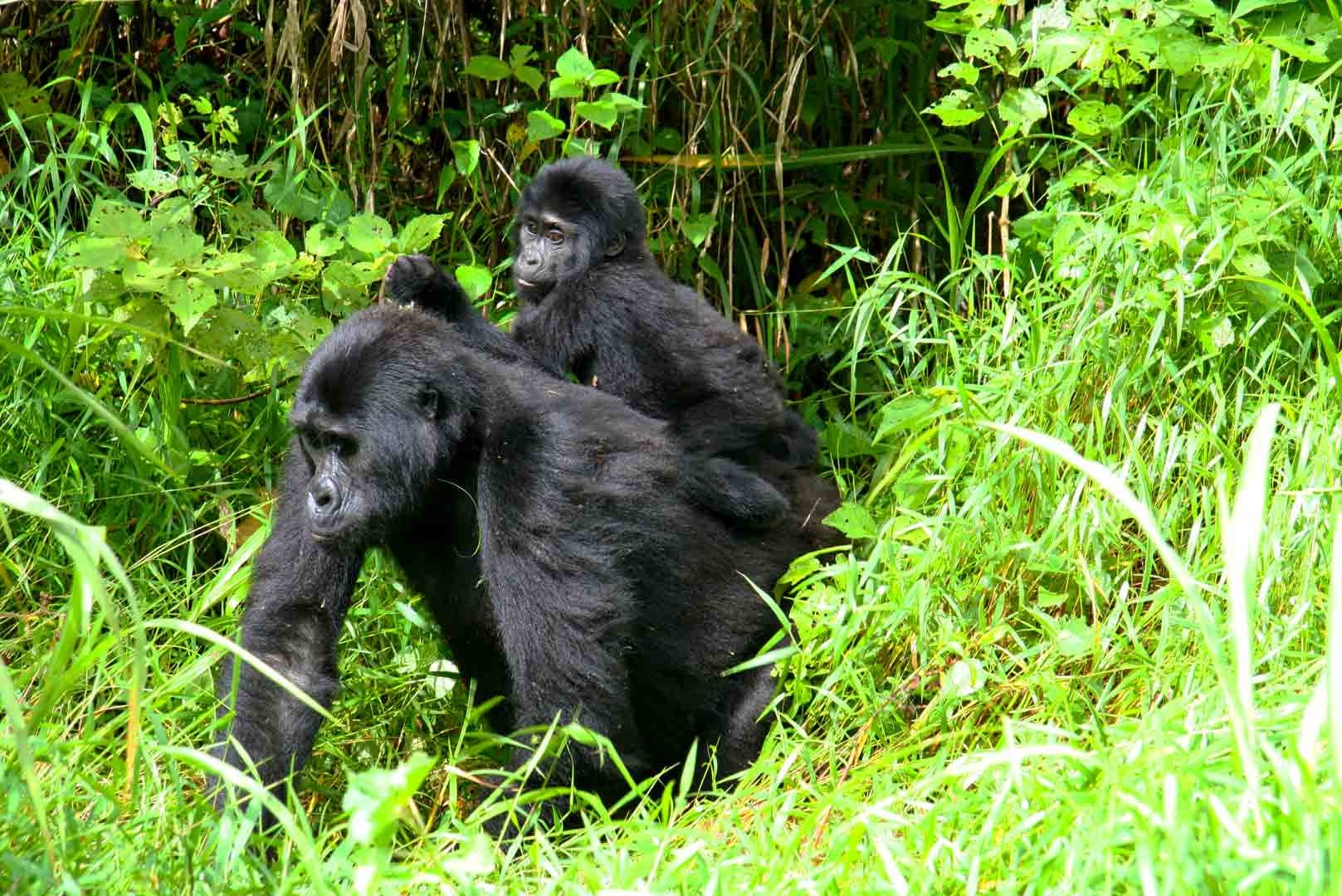5-Day Gorilla Trekking & Lake Bunyonyi Escape
