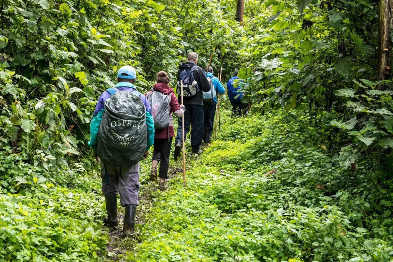 5-Day Gorilla Trekking & Lake Bunyonyi Escape