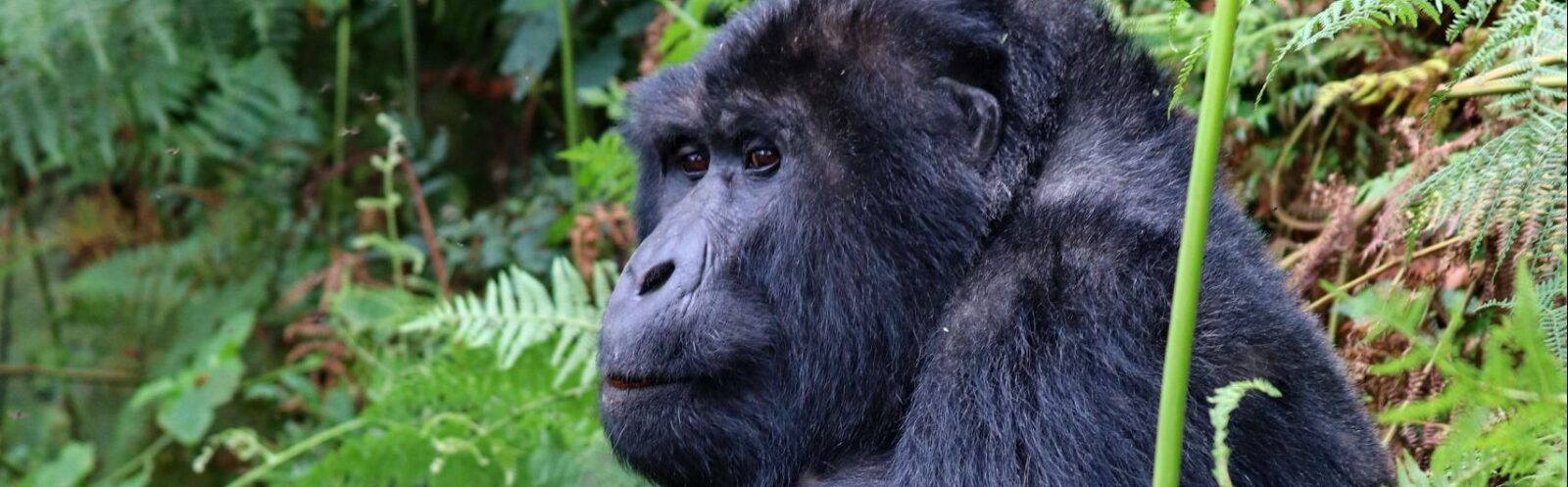 5-Day Gorilla Trekking & Lake Bunyonyi Escape
