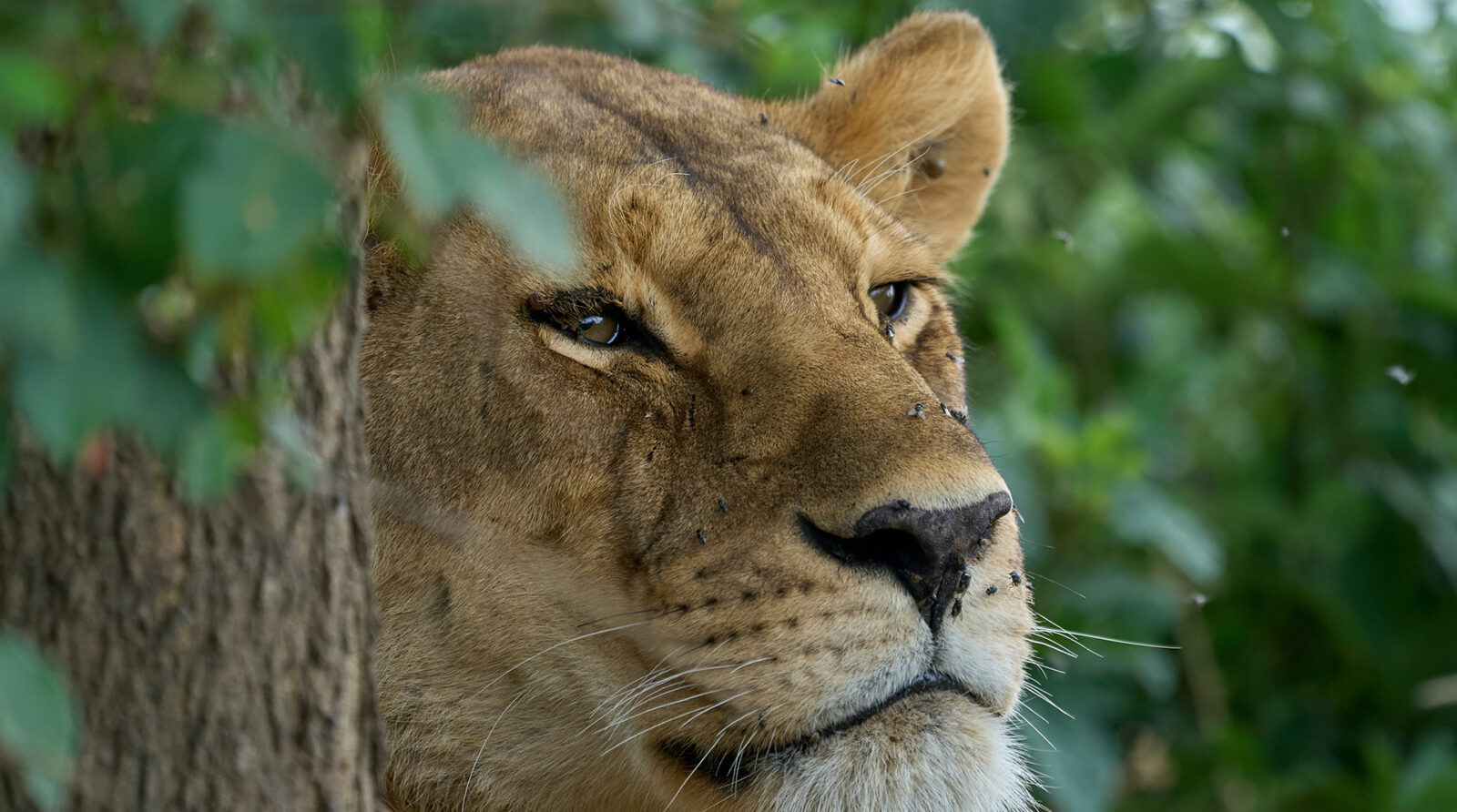 5-Day Kenya Adventure Safari