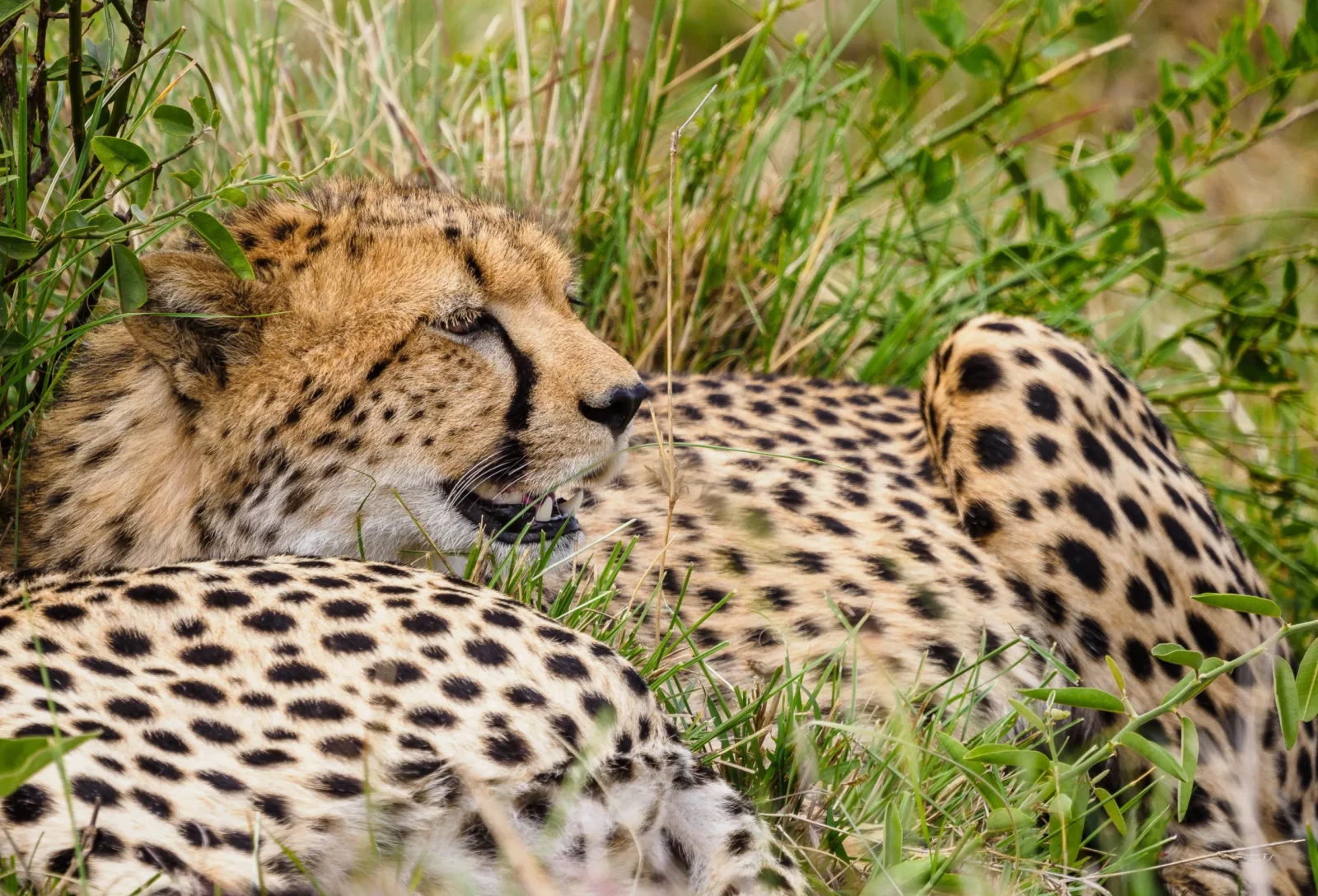 5-Day Kenya Adventure Safari
