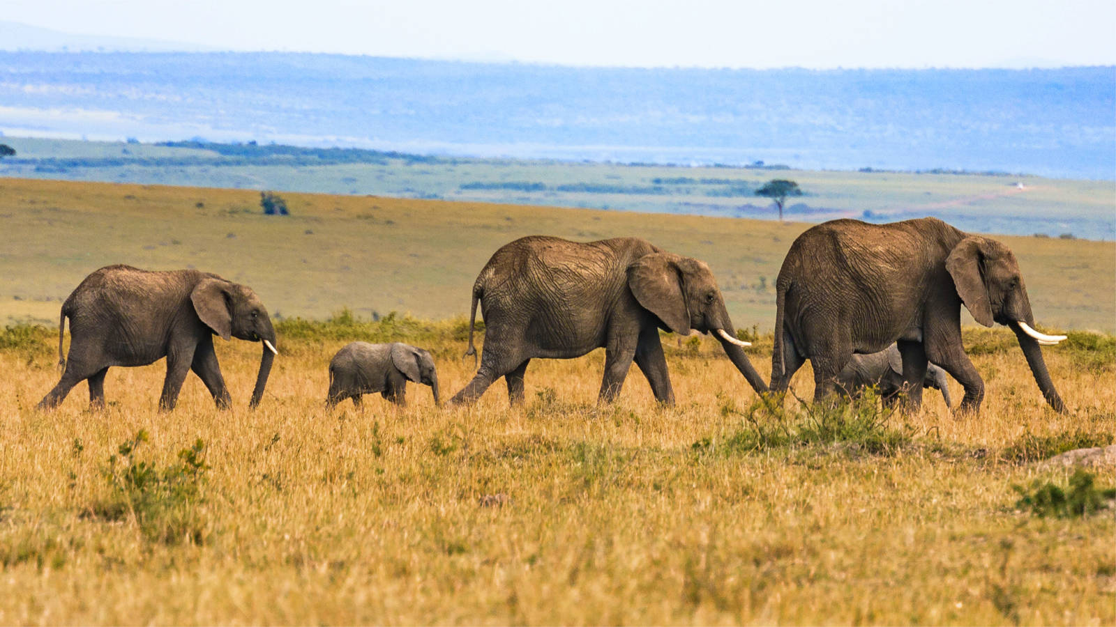 5-Day Kenya Adventure Safari