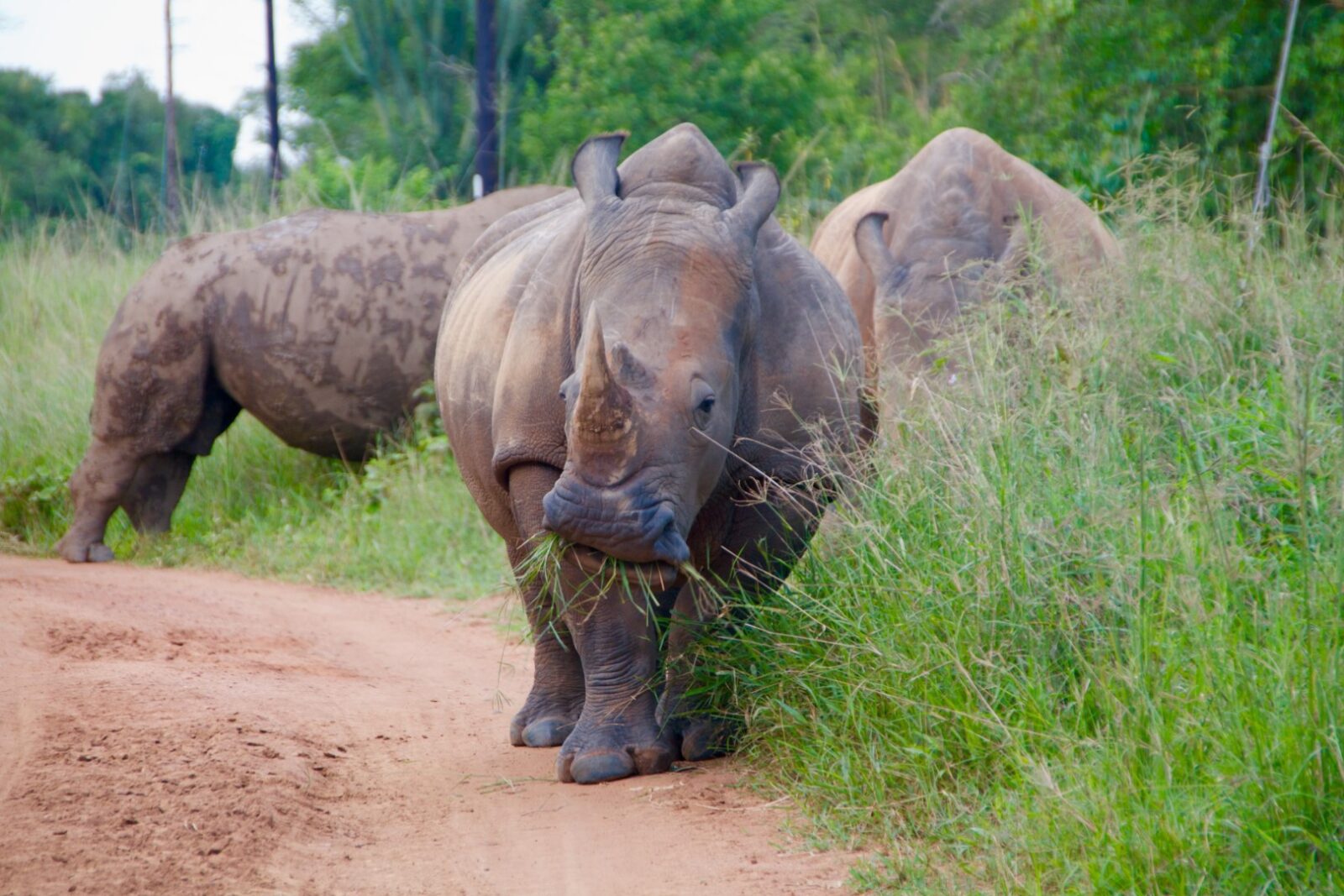 5-Day Murchison Falls & Rhino Safari