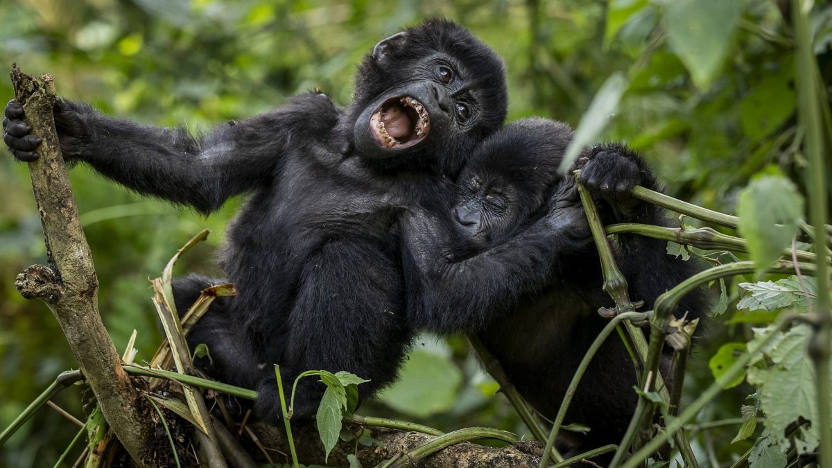 5-Day Rwanda Birding & Gorilla Safari