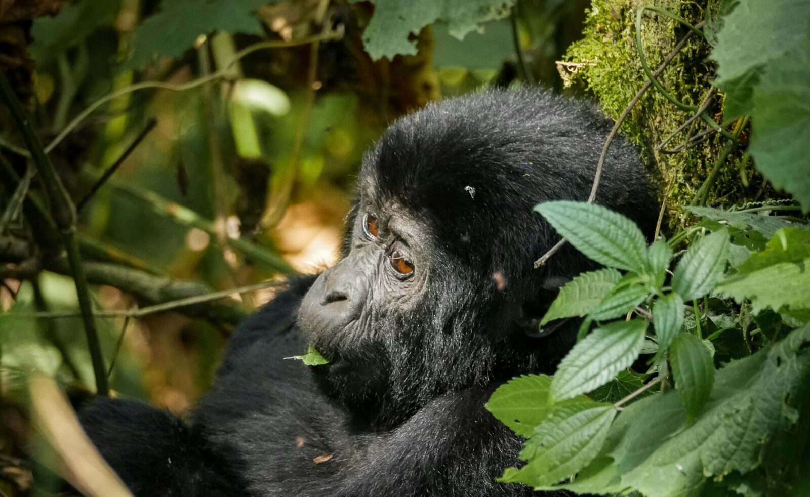 5-Day Rwanda Birding & Gorilla Safari