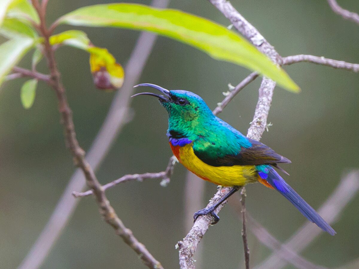 5-Day Rwanda Birding & Gorilla Safari