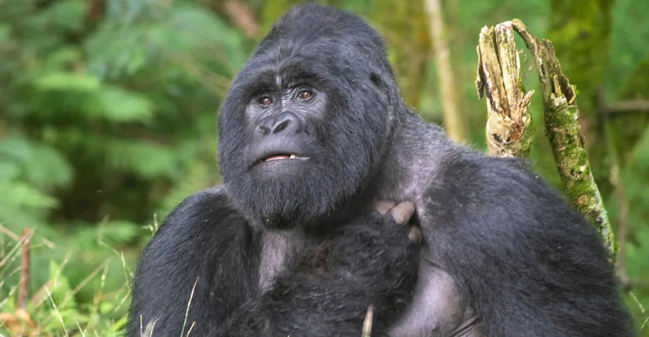 5-Day Rwanda Gorilla & Golden Monkey Safari