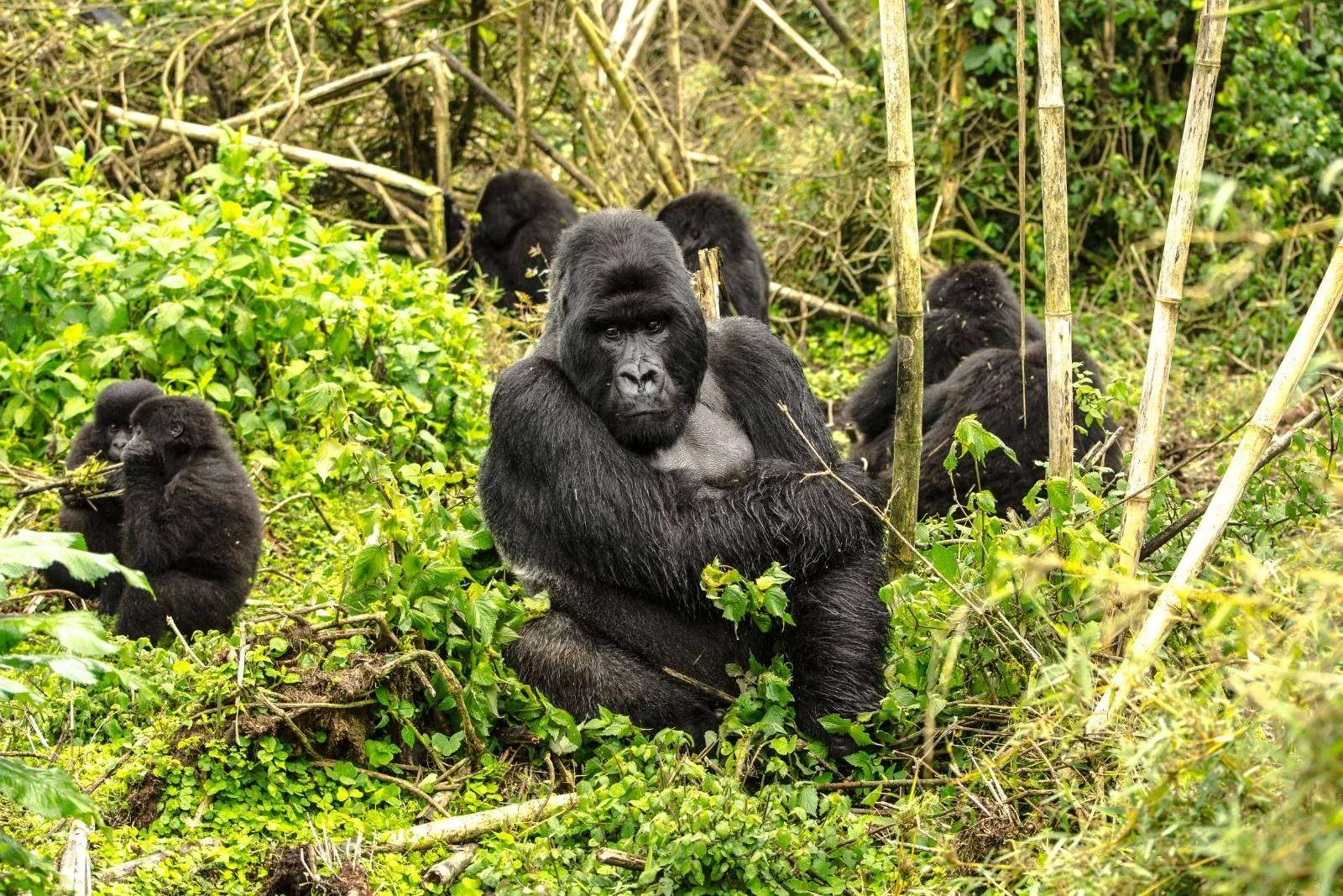 5-Day Rwanda Gorilla & Golden Monkey Safari