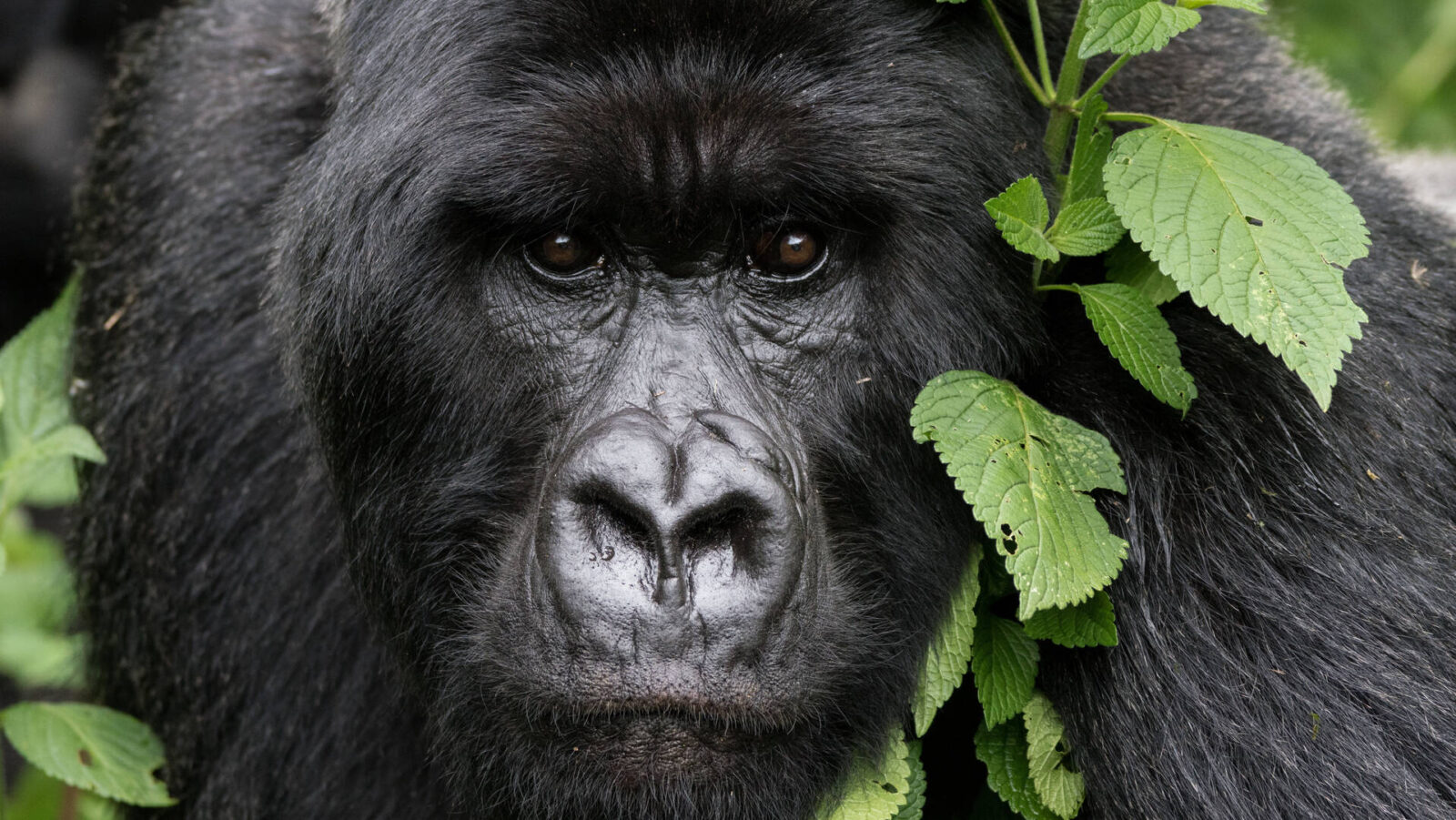 5-Day Rwanda Gorilla & Golden Monkey Safari