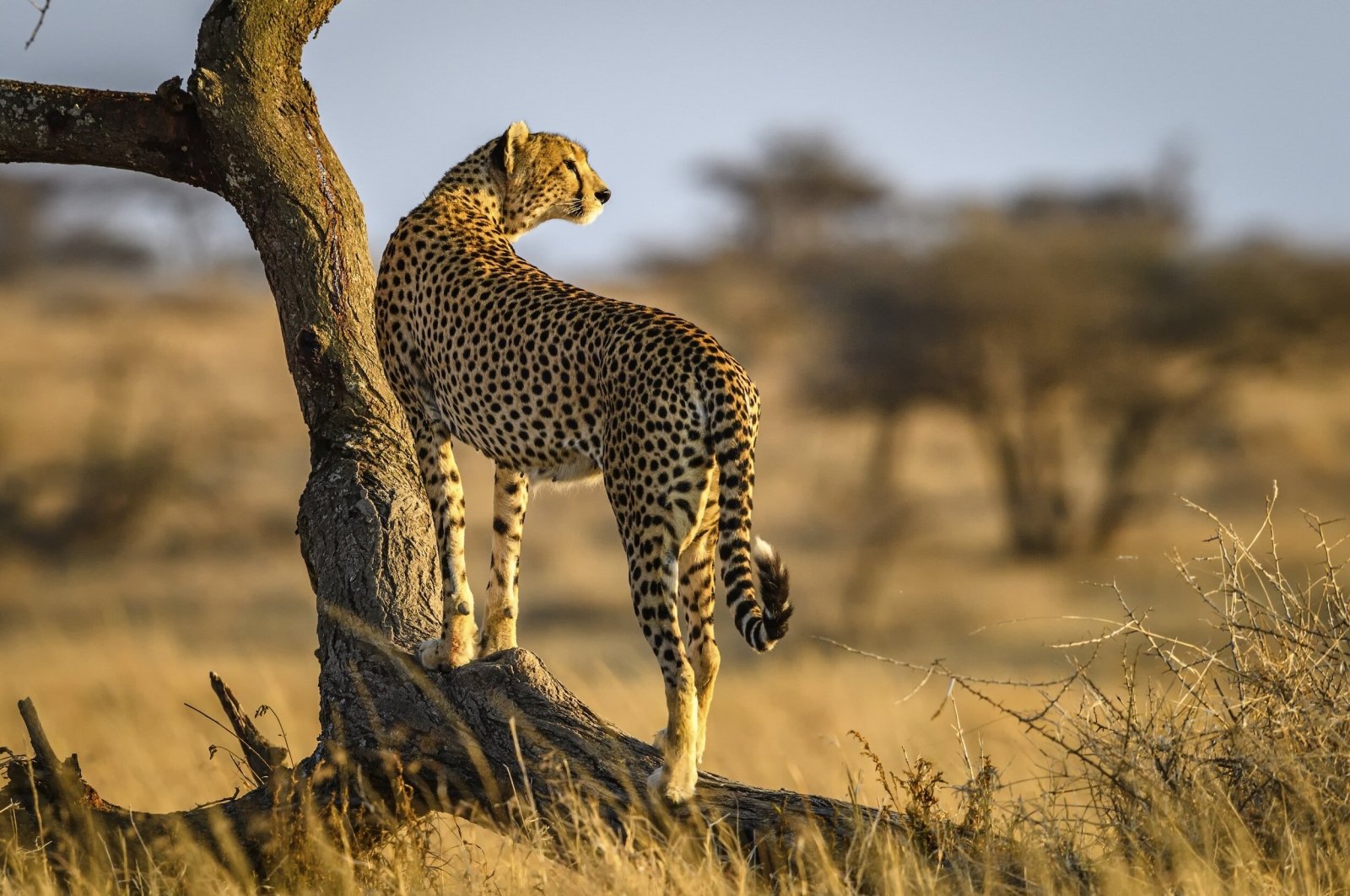 5-Day Tanzania Adventure Safari