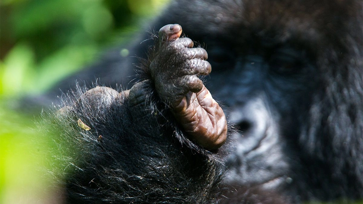 5 Days Rwanda Honeymoon Gorilla Safari