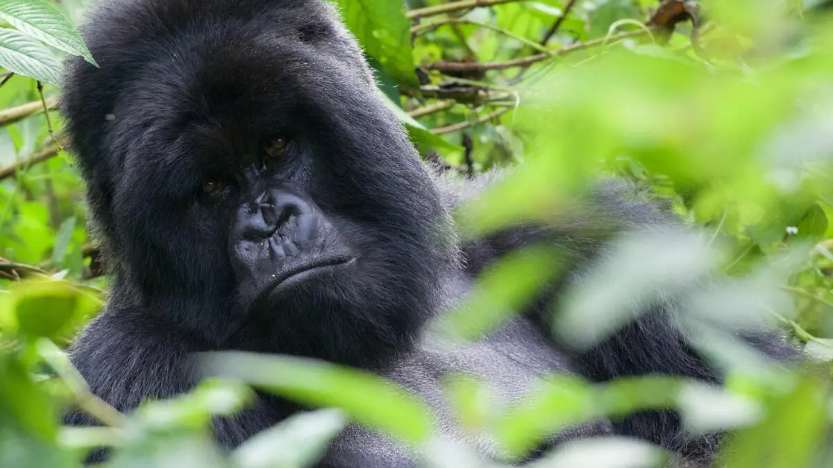 5 Days Rwanda Honeymoon Gorilla Safari