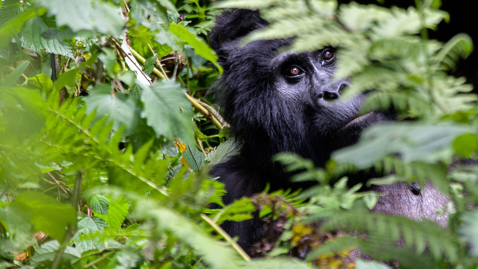 5 Days Rwanda Honeymoon Gorilla Safari
