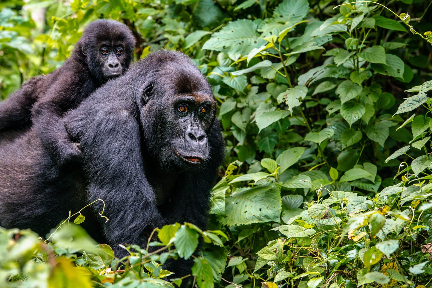 5 Days Uganda & Rwanda Gorilla Trekking Safari