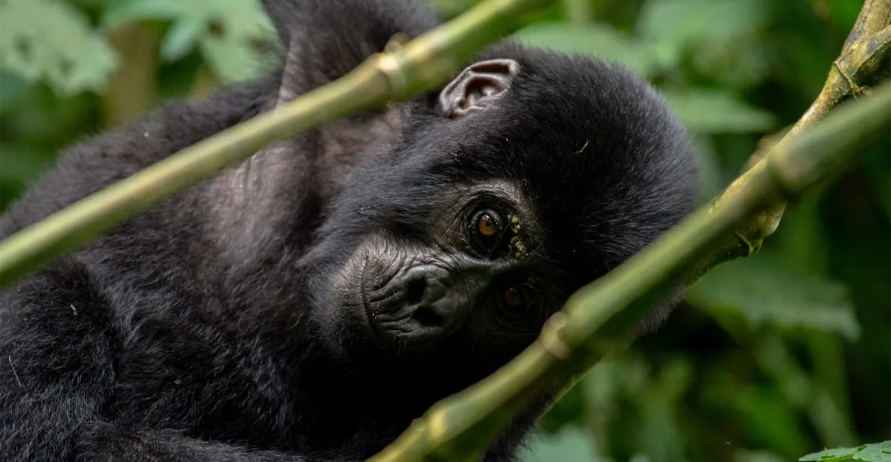 5 Days Uganda & Rwanda Gorilla Trekking Safari