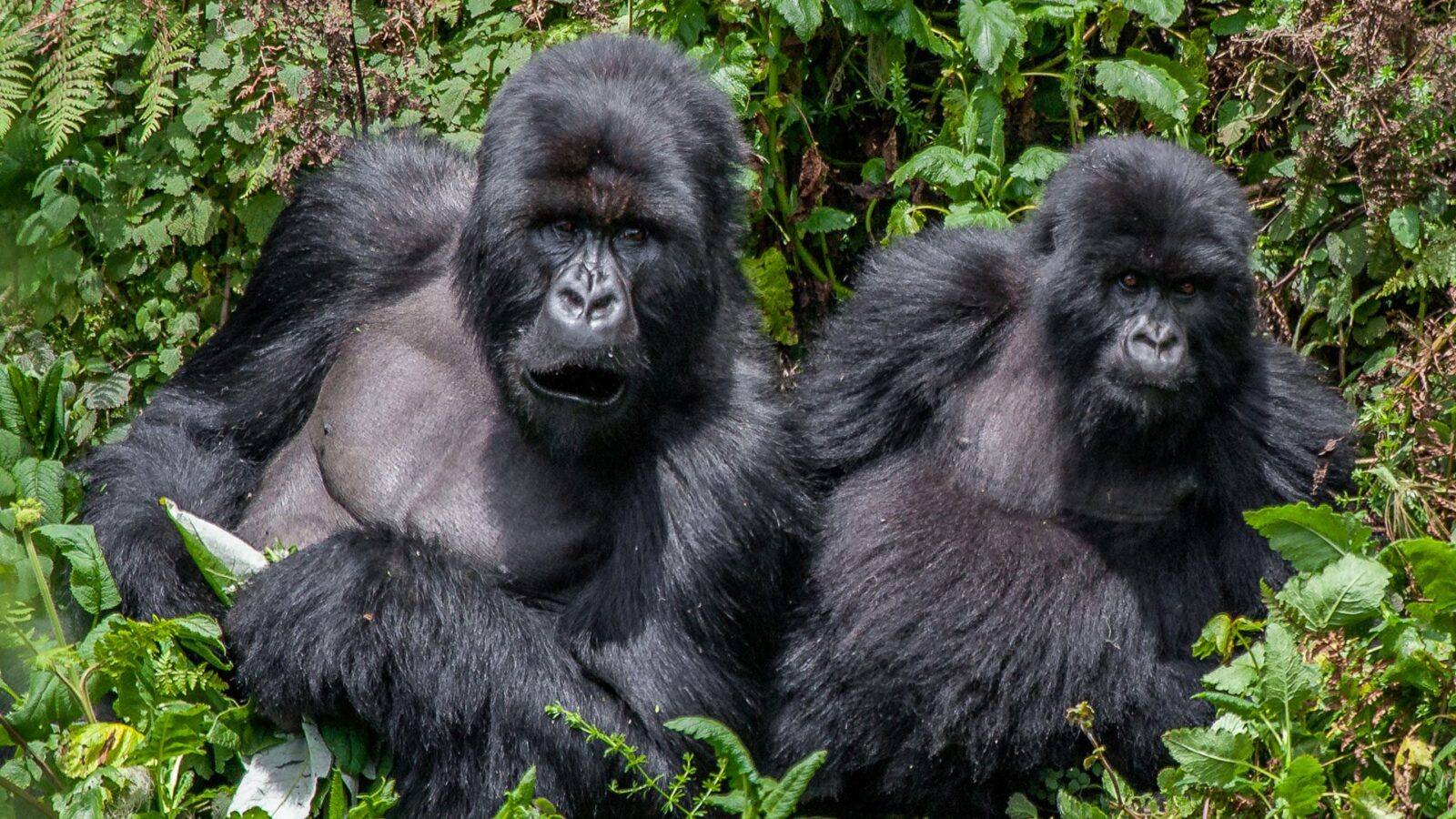 5 Days Uganda & Rwanda Gorilla Trekking Safari