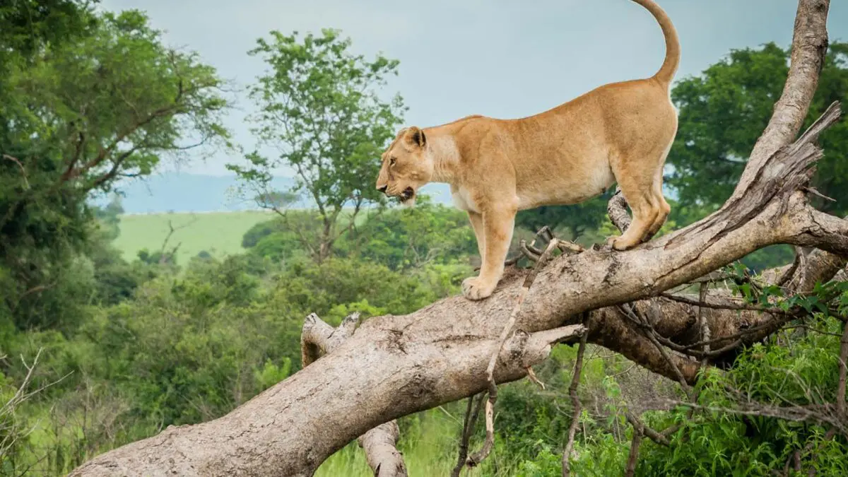 6-Day Queen Elizabeth & Bwindi Adventure